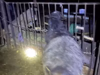Vædder, Hissar sheep — foto 3