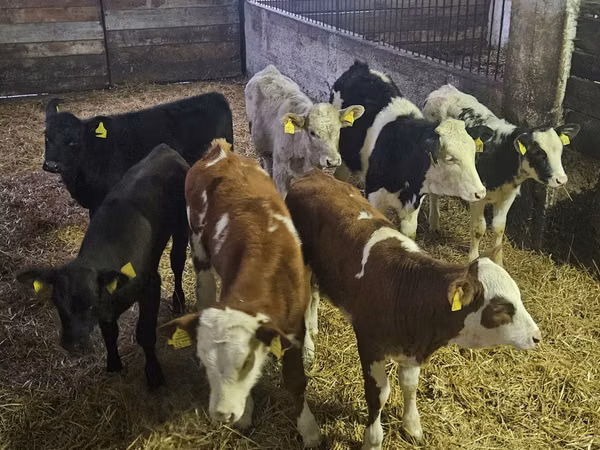 Lembu betina, Cattle