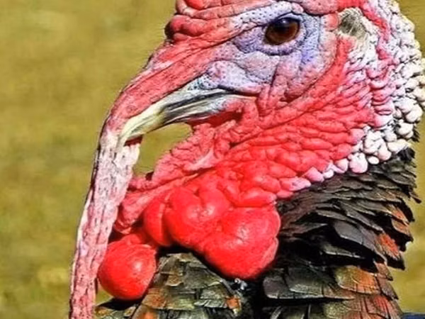 Turkeys — Aserbaidschan