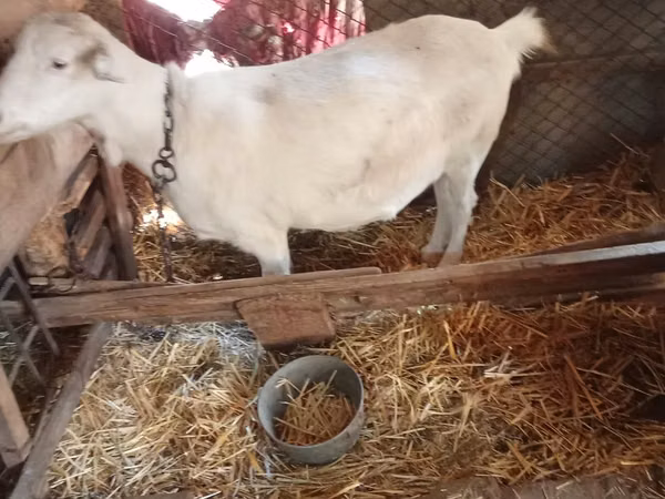 Goat, Saanen goat