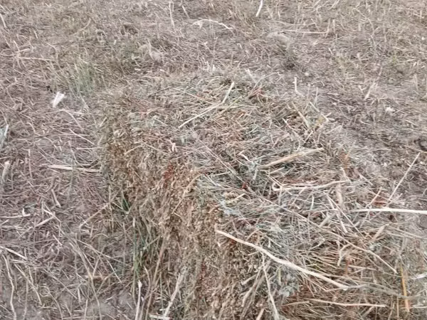 Խառը խոտ անասնակեր