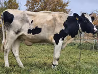 بقرة, Russian Black pied cattle — الصورة 2