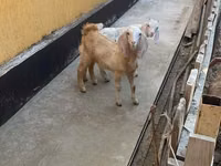 Goat, Nubian Goat — photo 4