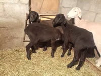 Goat, Goats — photo 2