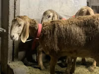 암양, Arashan sheep — 사진 4