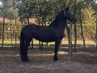 Mare, Friesian — photo 2