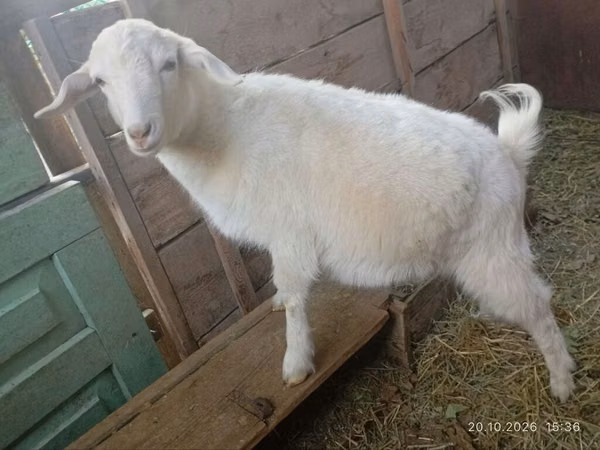 Ged, Saanen goat