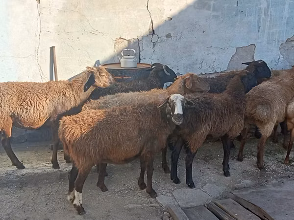 Kambing jantan, Sheep — Kazakhstan