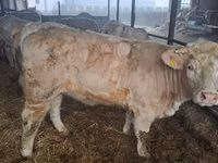 Cow, Charolais cattle — photo 8
