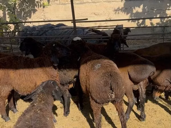 Ram, Sheep — Uzbekistan
