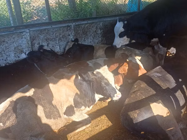 Bull, Cattle