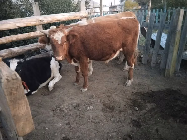 Toro, Simmental cattle