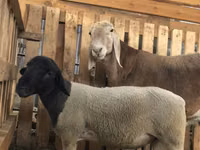 Ram, Dorper sheep — photo 2
