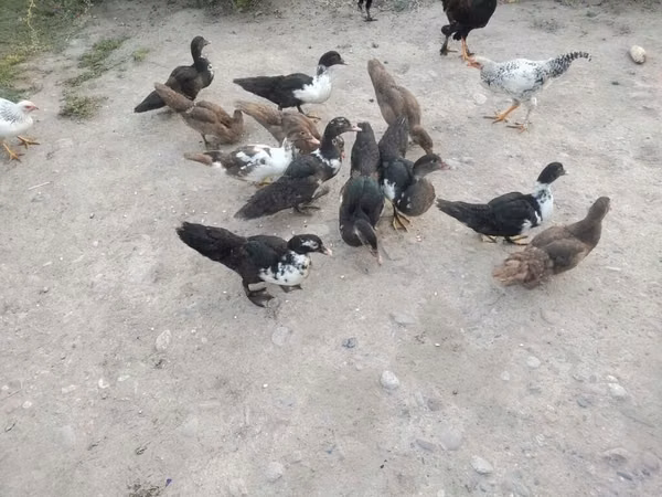 Domestic Muscovy — Kyrgyzstan