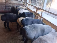 نعجة, Rhon sheep — الصورة 5
