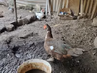 Ducks — รูปภาพ 1