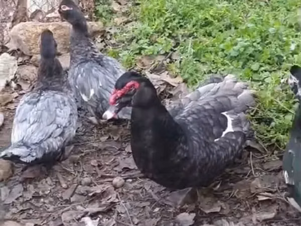 Ducks — آذربائیجان