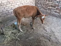 Bull, Cattle — photo 1