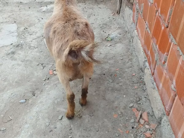 ছাগী, ছাগল — আজারবাইজান