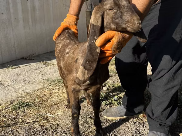 Goat, Kamori goats — Kyrgyzstan