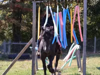 Horse (M), Hunter — photo 5