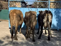 Կով, Խոշոր եղջերավոր — լուսանկար 1