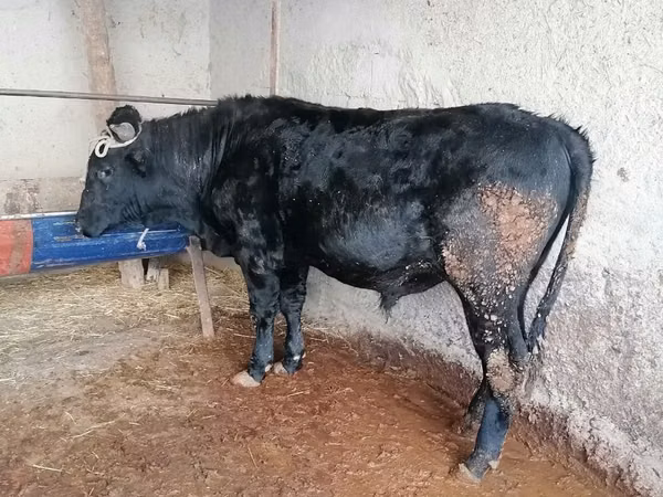 Bull, Cattle — Uzbekistan