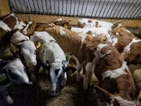 أبقار (دفعة، الجنس غير محدد), Simmental cattle — الصورة 2