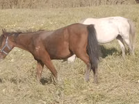Mare, Horse breed — photo 2