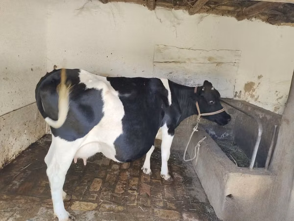 गाय, Russian Black pied cattle — उज़्बेकिस्तान