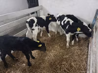 Kuh, Russian Black pied cattle — Foto 3