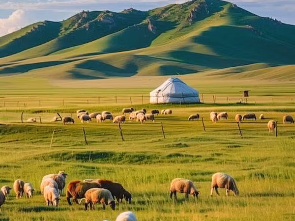 Sheep, Sheep — Kazakhstan