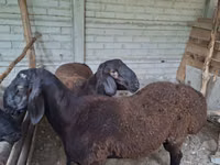 Ram, Sheep — photo 3
