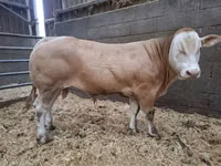 காளை, Blonde d’Aquitane cattle — புகைப்படம் 1