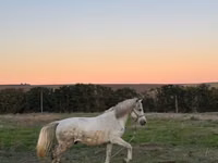 Kůň, Koně — foto 4