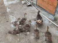 Ducks — photo 6
