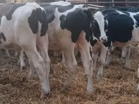 Bull, Holstein breed — photo 3