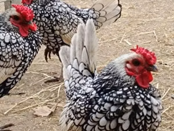 سیبراٹ
