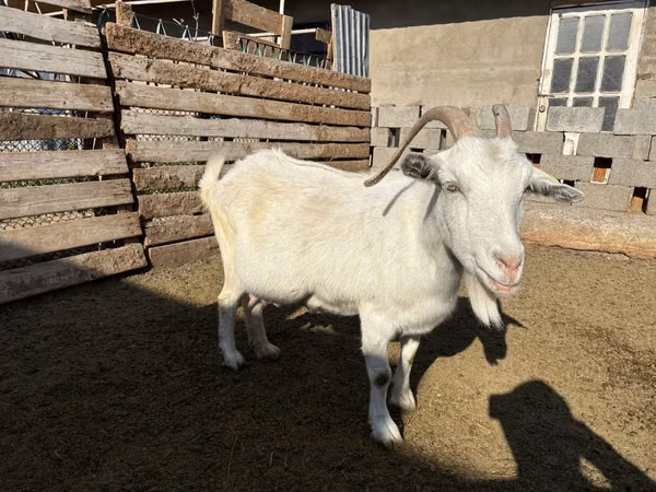 Буз, Saanen goat