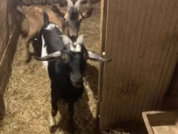Billy Goat, Goats — Hungary