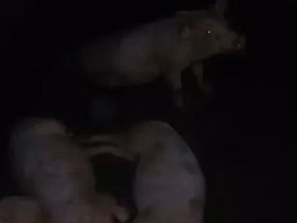 Boar, Pigs — Armenia