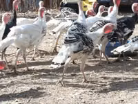 Turkeys — снимка 3