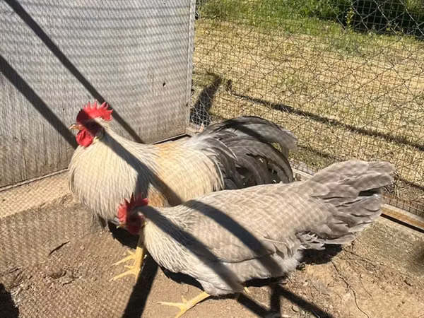Leghorn — Asarbajan
