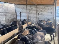 میش, گوسفند — عکس 1