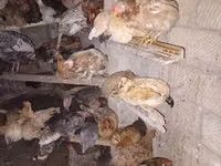 Chickens — photo 4