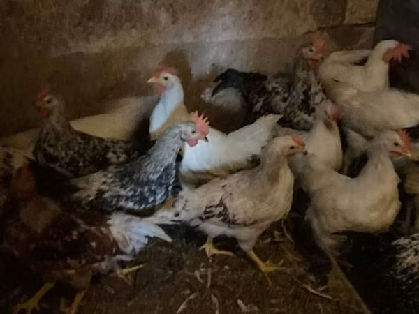 Chickens — Hungary