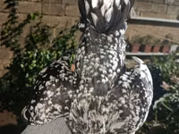 Chickens — photo 5
