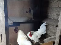 Chickens — عکس 1