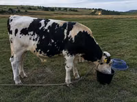 公牛, Holstein breed — 照片 2