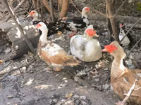 Muscovy domestica — foto 2